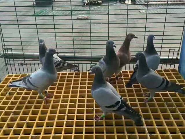 养殖专用玻璃钢格栅定制