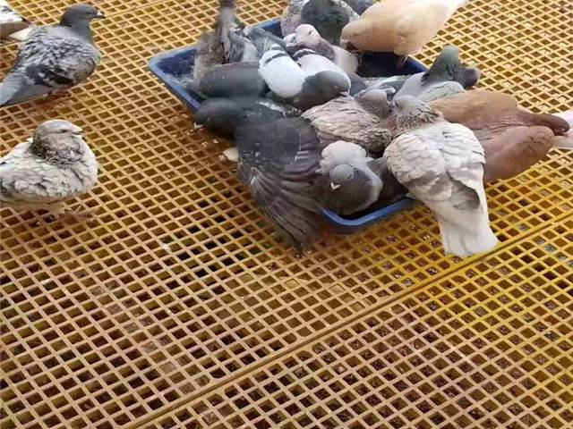 养殖厂专用玻璃钢格栅尺寸