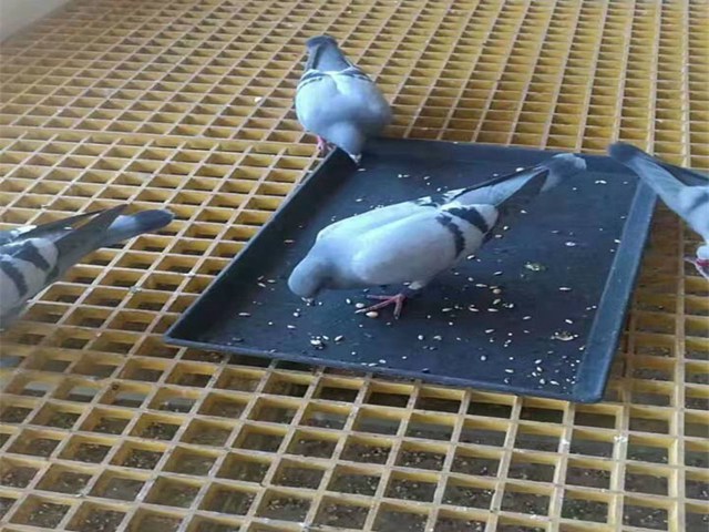 邢台养殖厂地网