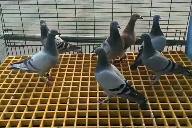 养殖格栅 鸽舍地网.jpg