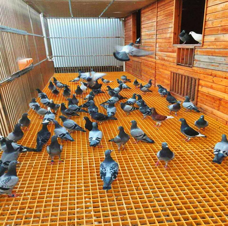 养殖场专用玻璃钢格栅平台