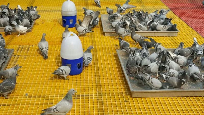 养殖地网专用格栅@玻璃钢格栅板